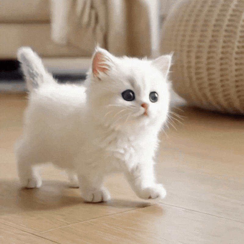 Interaktive Roboter-Katze mit Bewegung & Sound – Plüsch-Kätzchen